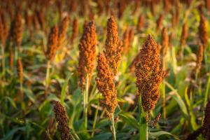 Gene study shows how to get more out of sorghum without affecting natural resources