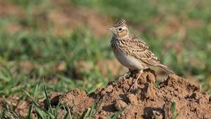 Days after IUCN event, Macron proposes killing of 110,000 wild birds in France