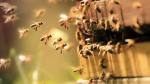 Insect stings inspire syringe-needle designs