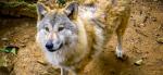 Himalayan wolves prey on as many as 39 species: Study