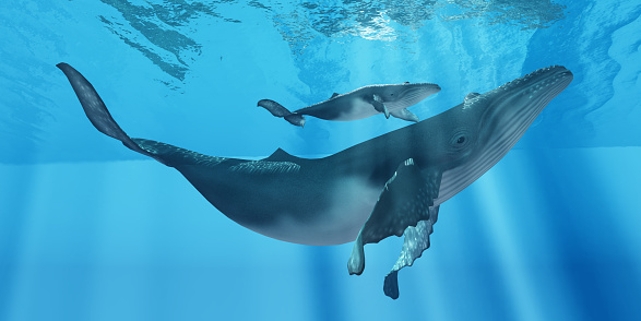 Humpback whale (Credit: Thinkstock)