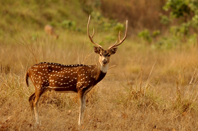 Courtesy: Wikimedia Courtesy: Wikimedia