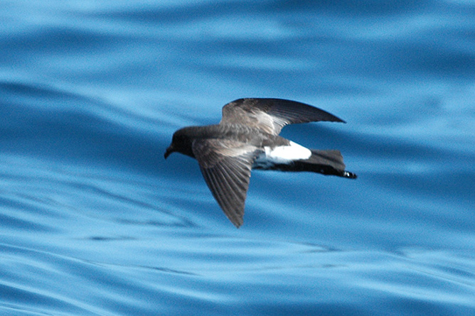 Come back! The New Zealand storm petrel (Source: Aviceda at English Wikipedia) Come back! The New Zealand storm petrel (Source: Aviceda at English Wikipedia)