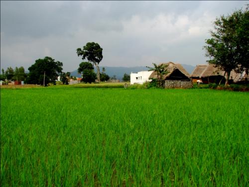 COP 21 and India's plan on climate change: What does it mean for our food systems and cultures? COP 21 and India's plan on climate change: What does it mean for our food systems and cultures?