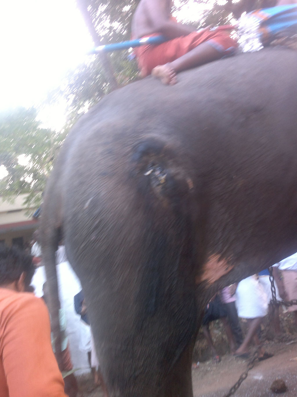 A wounded elephant being used in a temple procession in Kerala